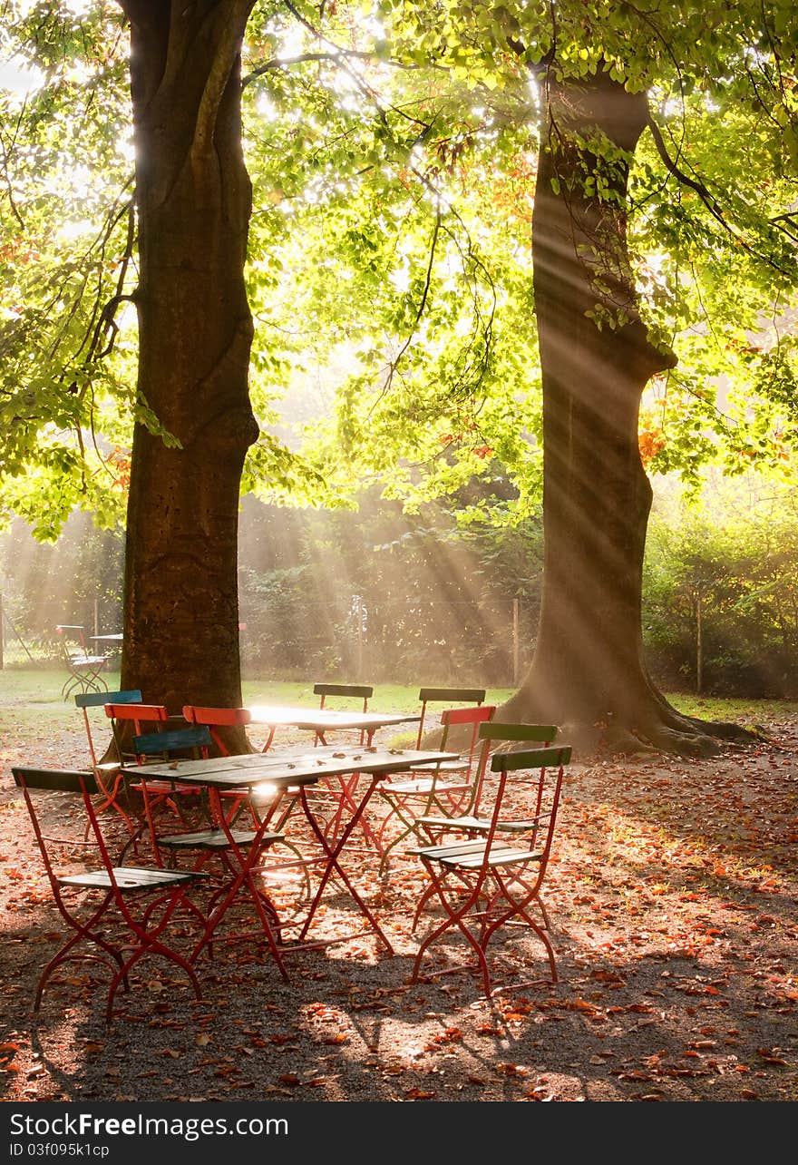 Sunbeams filtered through leaves on a table