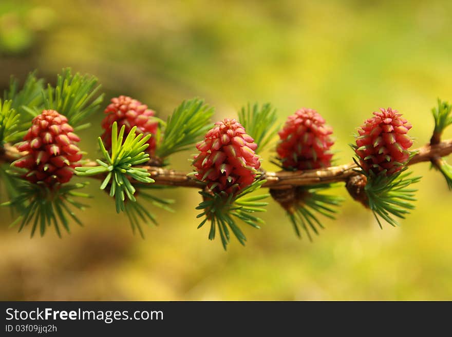 Spring Pine Cones in Natural Light. Spring Pine Cones in Natural Light