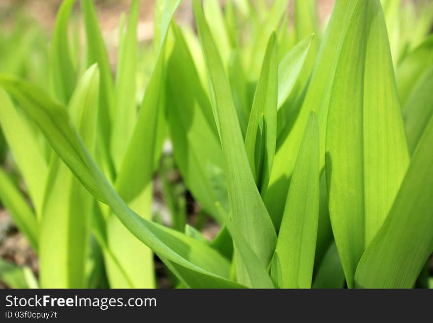 New green plant growth in forest in springtime. New green plant growth in forest in springtime