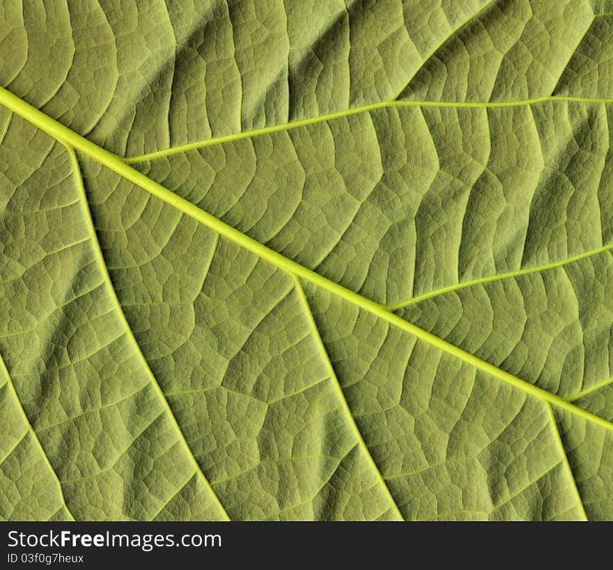 Close-up of flattened avocado leaf