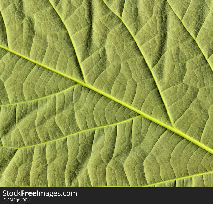 Close-up of flattened avocado leaf