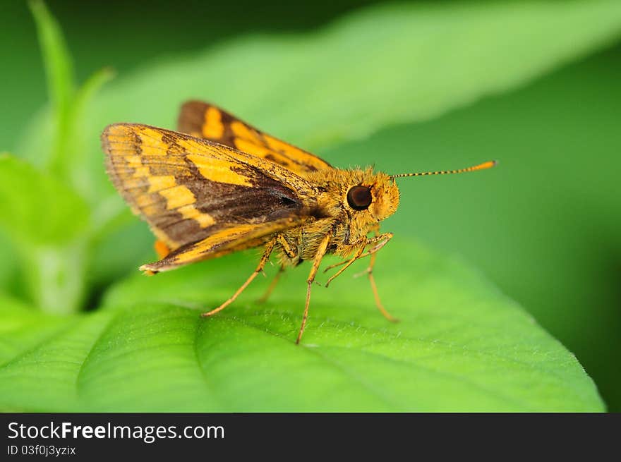 Closeup Of An Orange Color Skipper Butterfly In Natural Environment