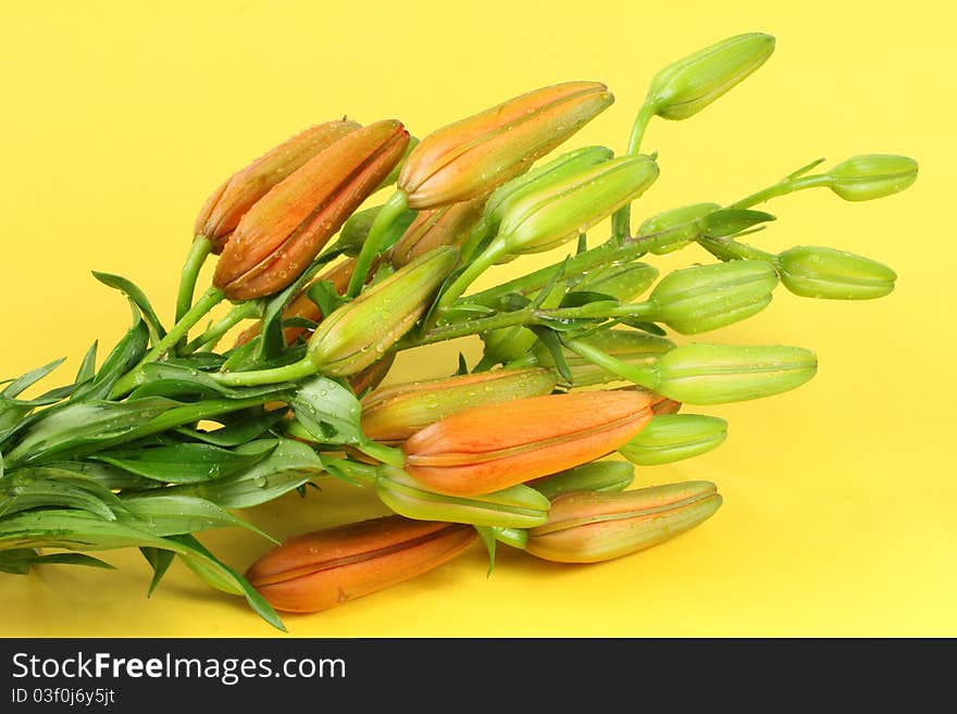 Closed Lily flowers, isolated on  yellow. Closed Lily flowers, isolated on  yellow