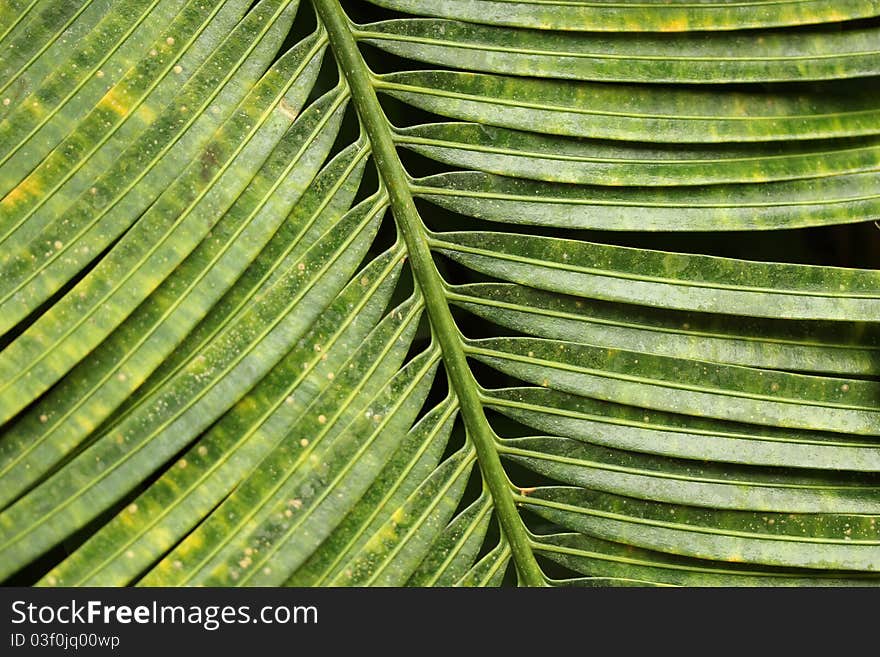 An very structured part op a palm leaf. An very structured part op a palm leaf