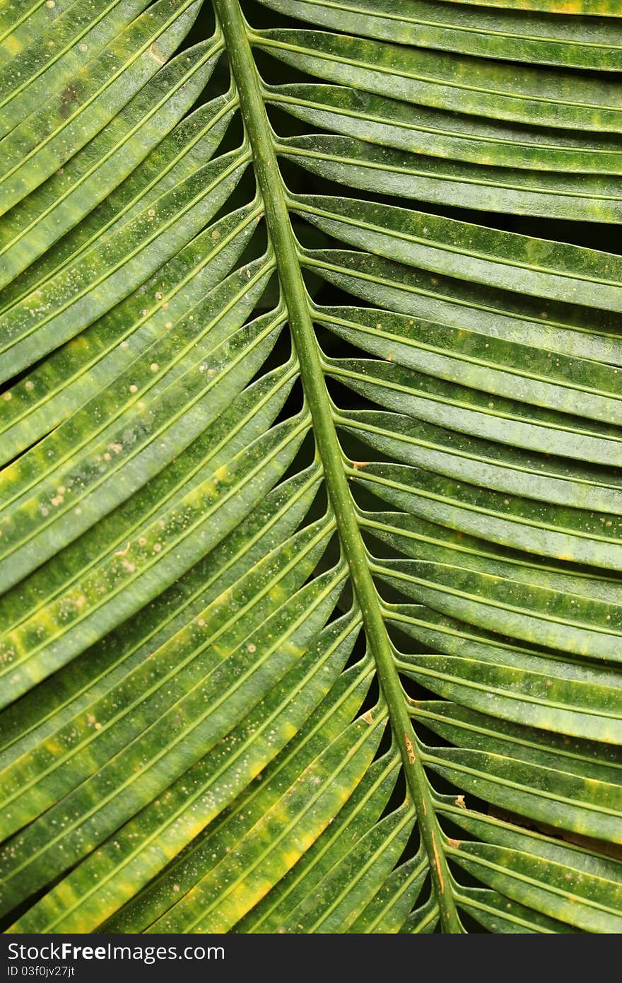 An very structured part op a palm leaf. An very structured part op a palm leaf