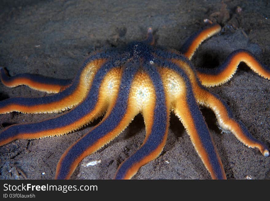 A sun flower sea star on the muddy bottom of Puget Sound. A sun flower sea star on the muddy bottom of Puget Sound