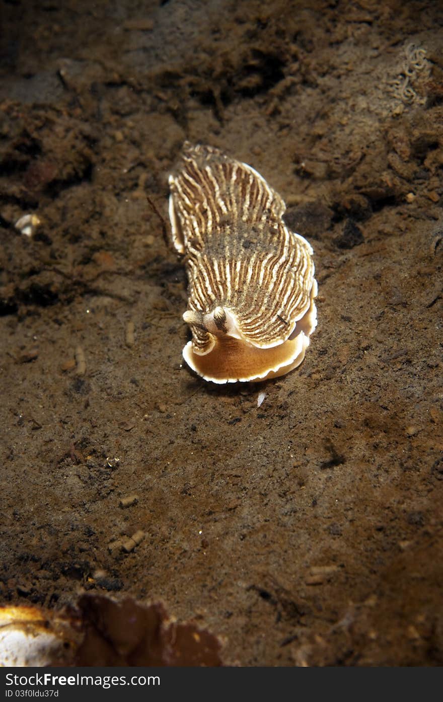 Brown Lined Nudibranch