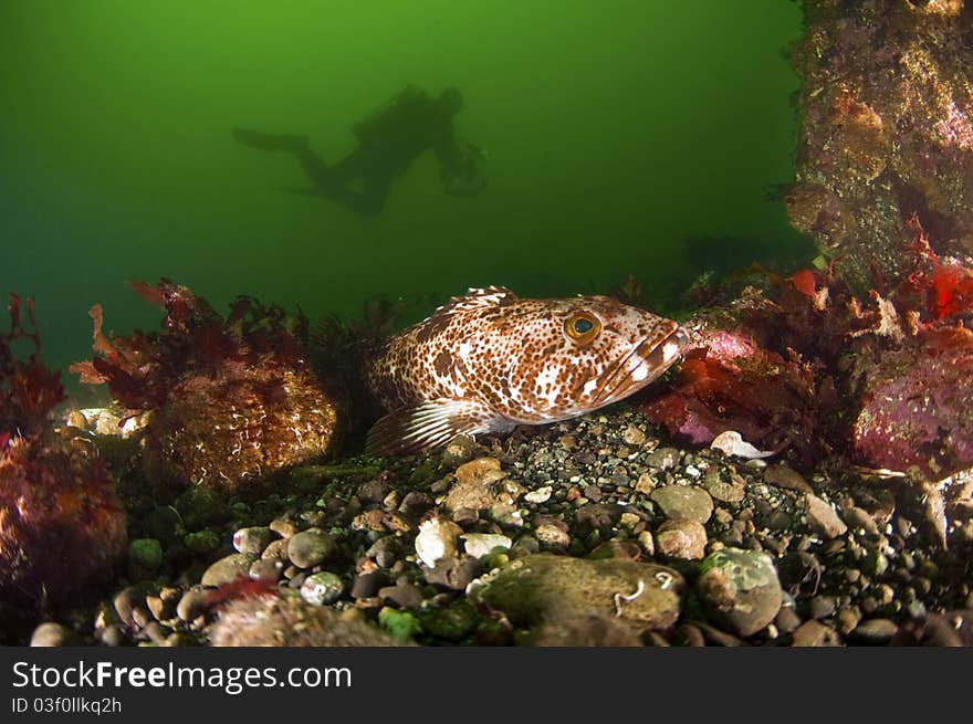 A close up of a ling cod