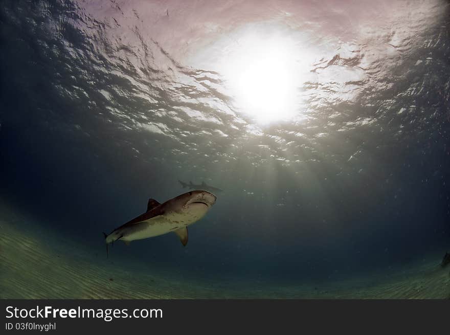 A tiger shark swims in the warm waters of the Bahamas