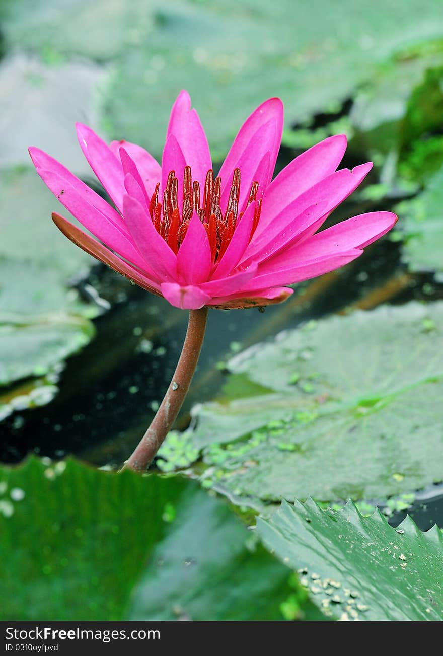 Blossom Lotus