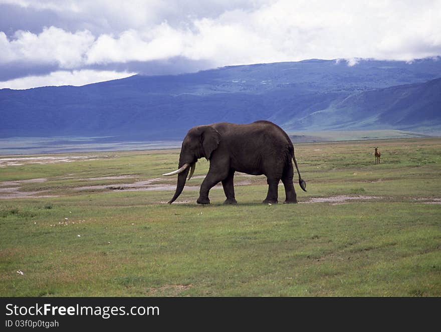 An adult elephant in the landscape, impressive tusks. An adult elephant in the landscape, impressive tusks.