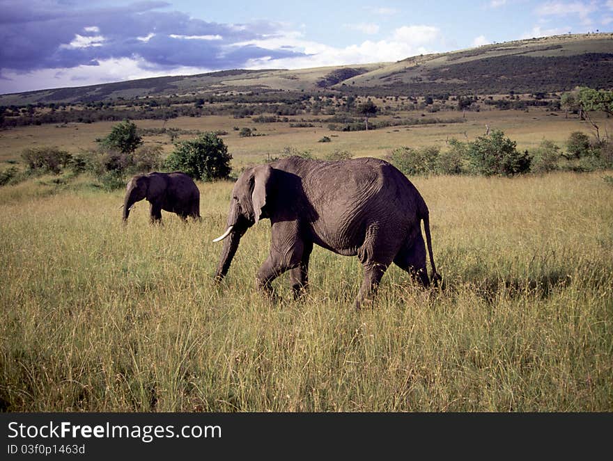 Elephants in the landscape, foreground and background. Elephants in the landscape, foreground and background.