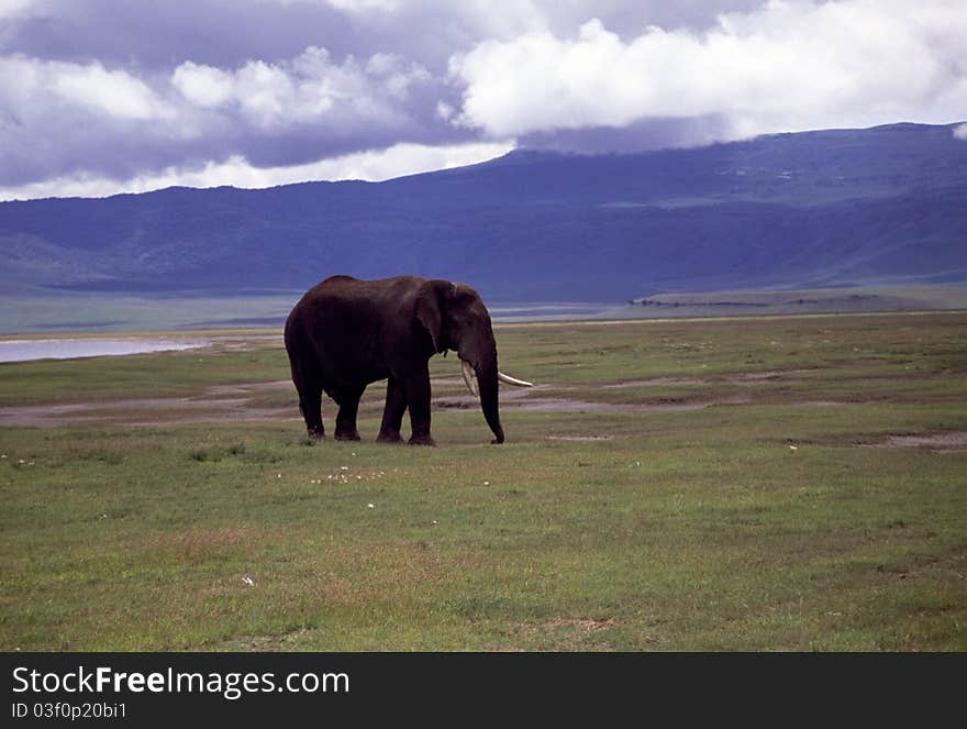 Elephants in the landscape, foreground and background. Elephants in the landscape, foreground and background.