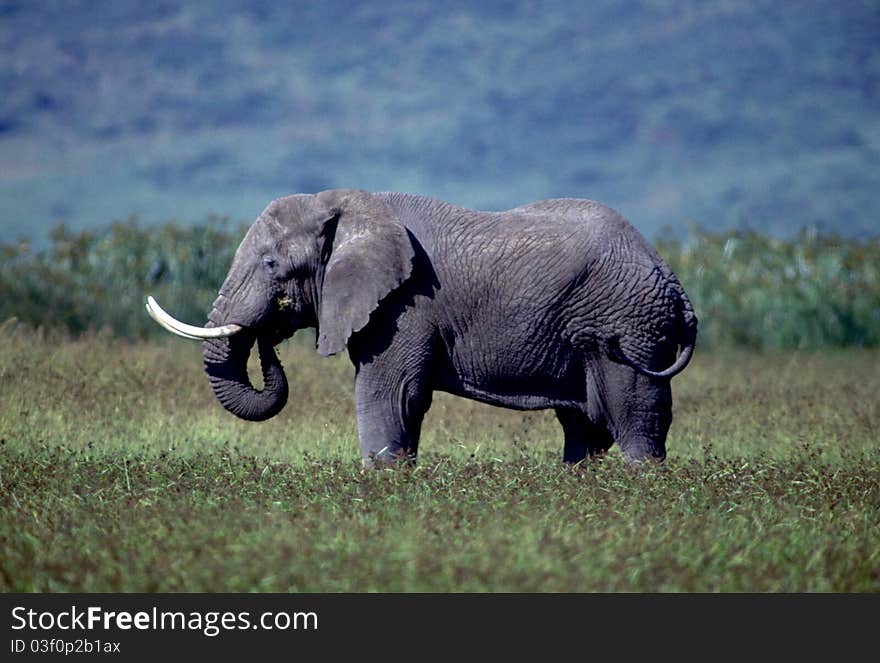 Profile view of an adult elephant with impressive tusks. Profile view of an adult elephant with impressive tusks.