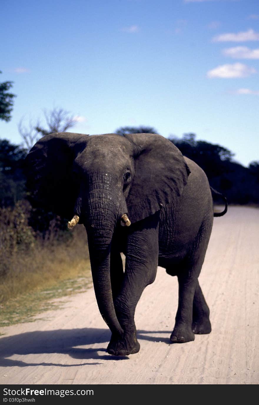 Close-up of an adult elephant on the road. Close-up of an adult elephant on the road.