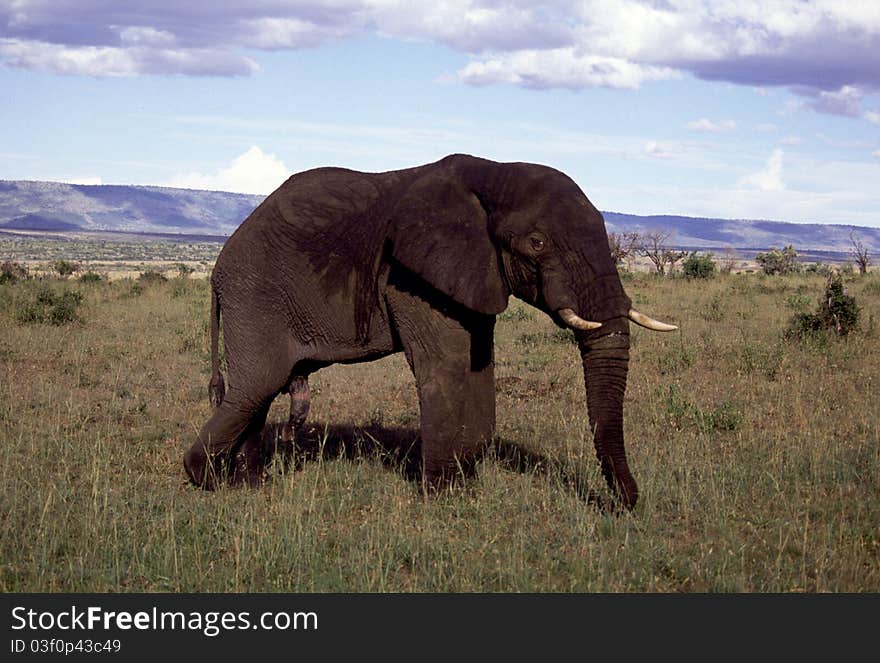 An adult bull elephant standing in profile. An adult bull elephant standing in profile.