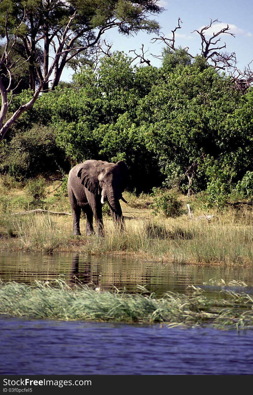 An adult elephant near a water source. An adult elephant near a water source.