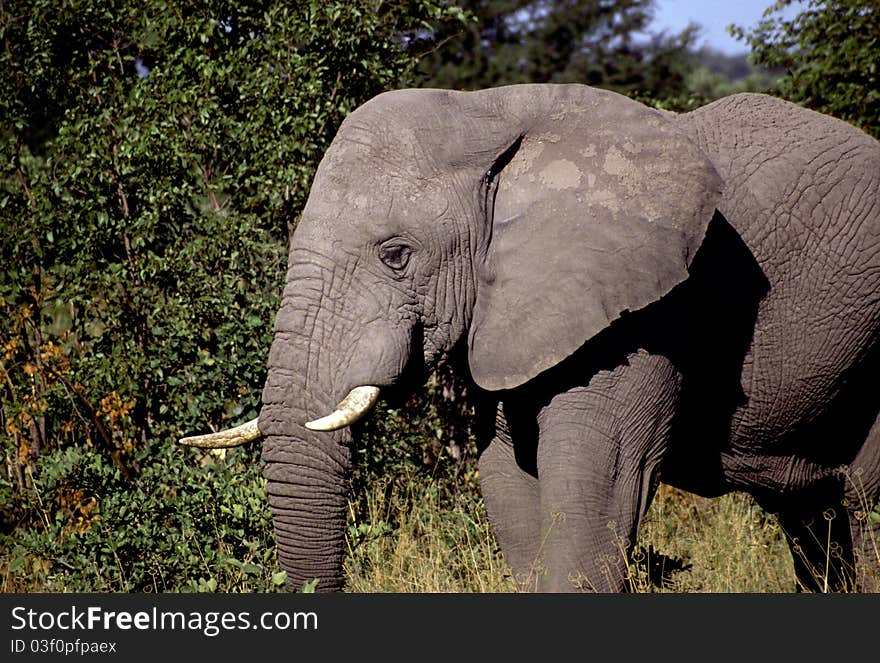 Adult elephant among the shrubbery of Africa. Adult elephant among the shrubbery of Africa.