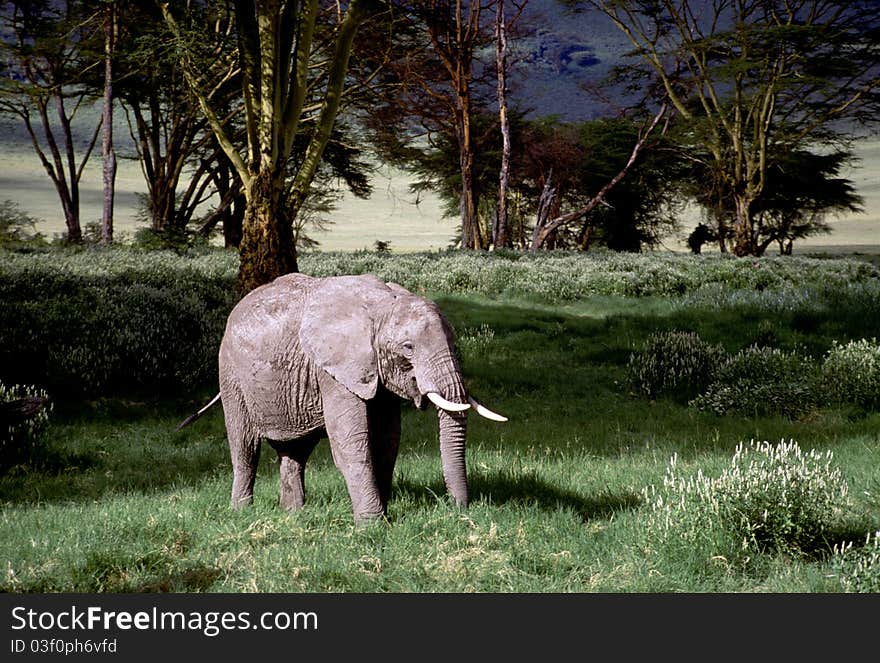 An adult elephant among the acacias relaxing. An adult elephant among the acacias relaxing.