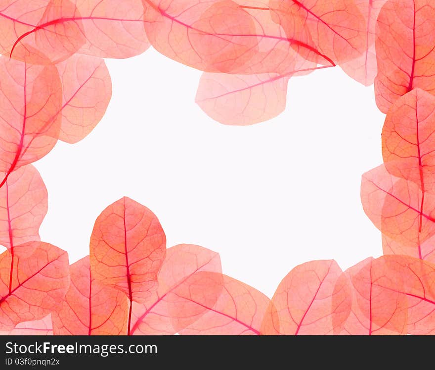 Leaves Border On White Background