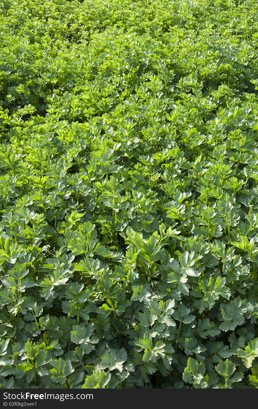 Celery garden