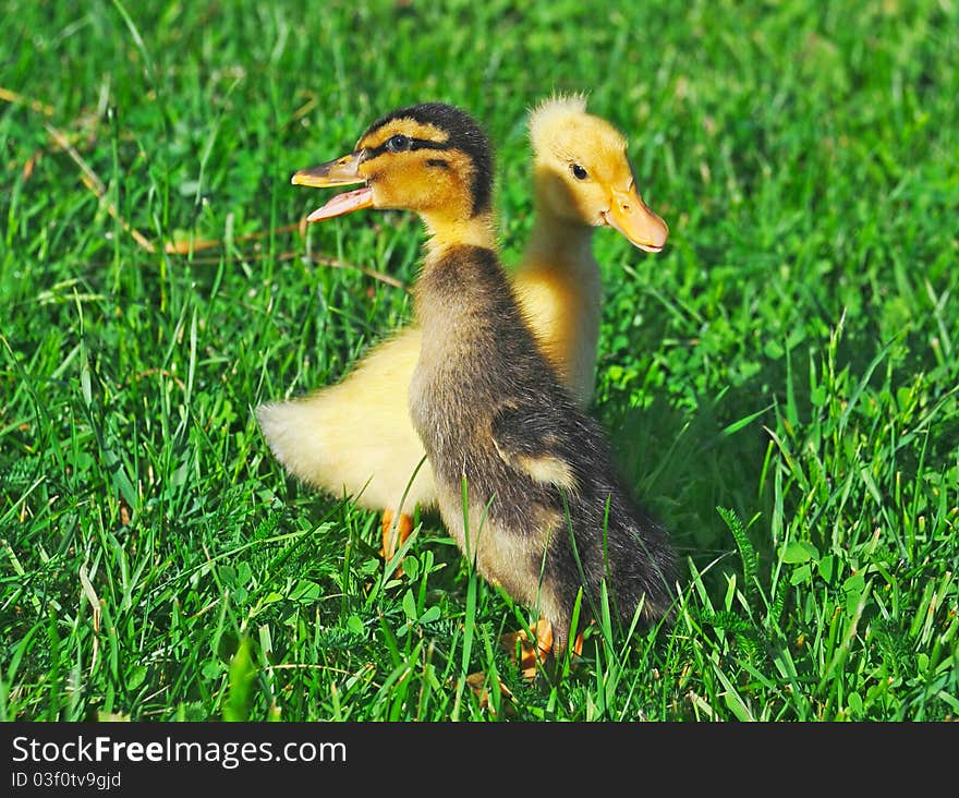 Little ducks on green grass