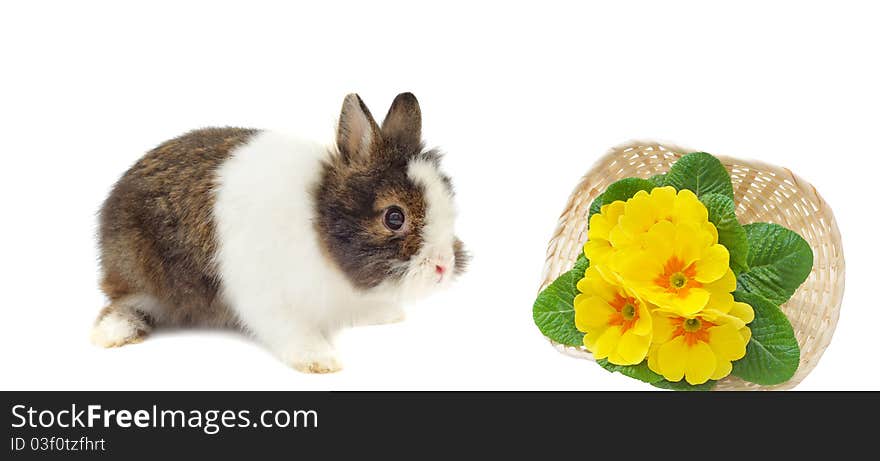 Grey rabbit and basket with primulas on white background