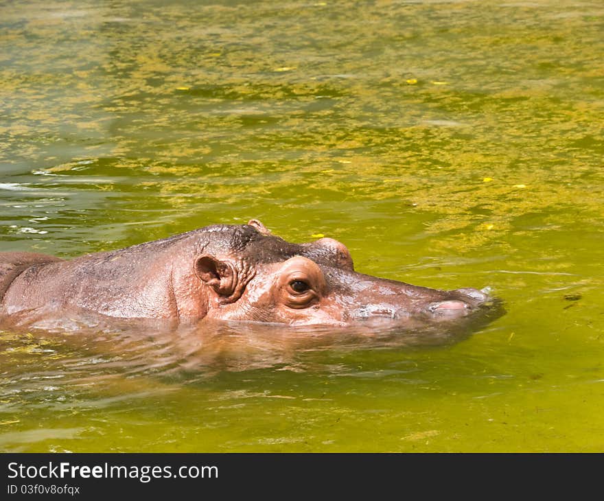 Hippopotamus