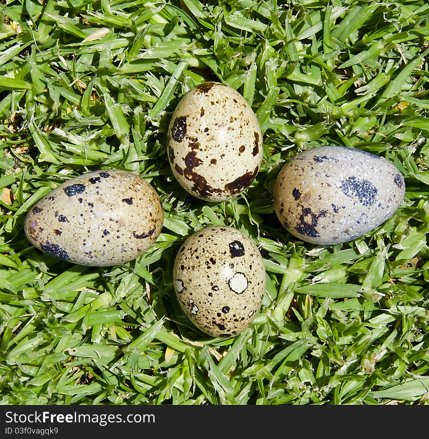 Eggs of quail on the green grass