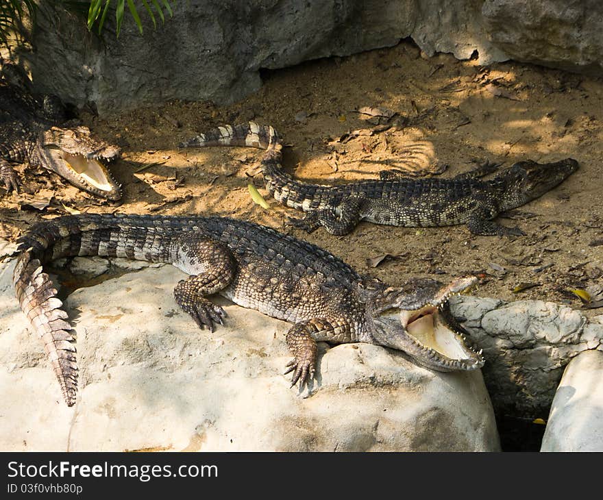 Crocodiles lie on stone and sand