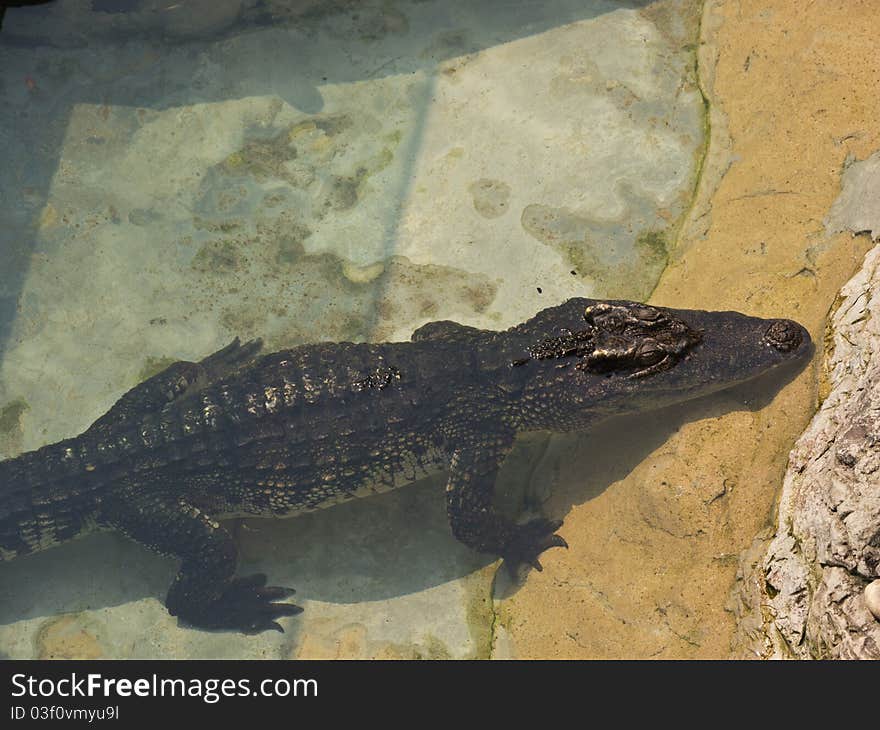 A crocodile is in pond