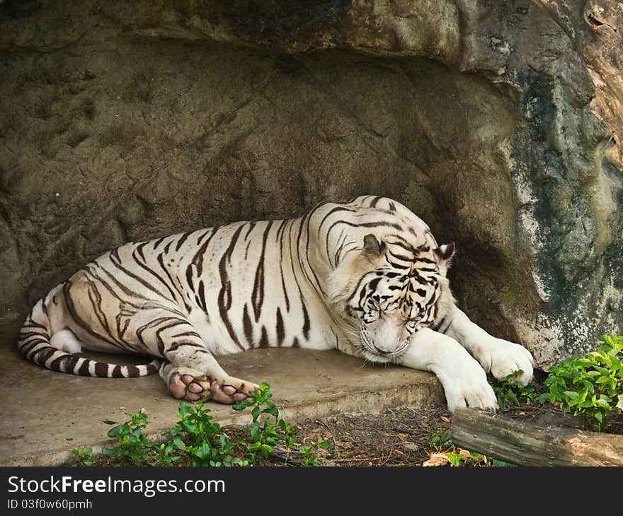 White Bengal Tiger