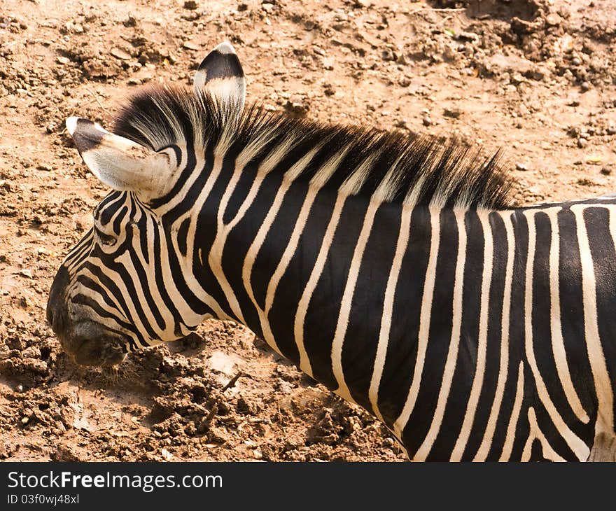 Burchell's zebra head close up