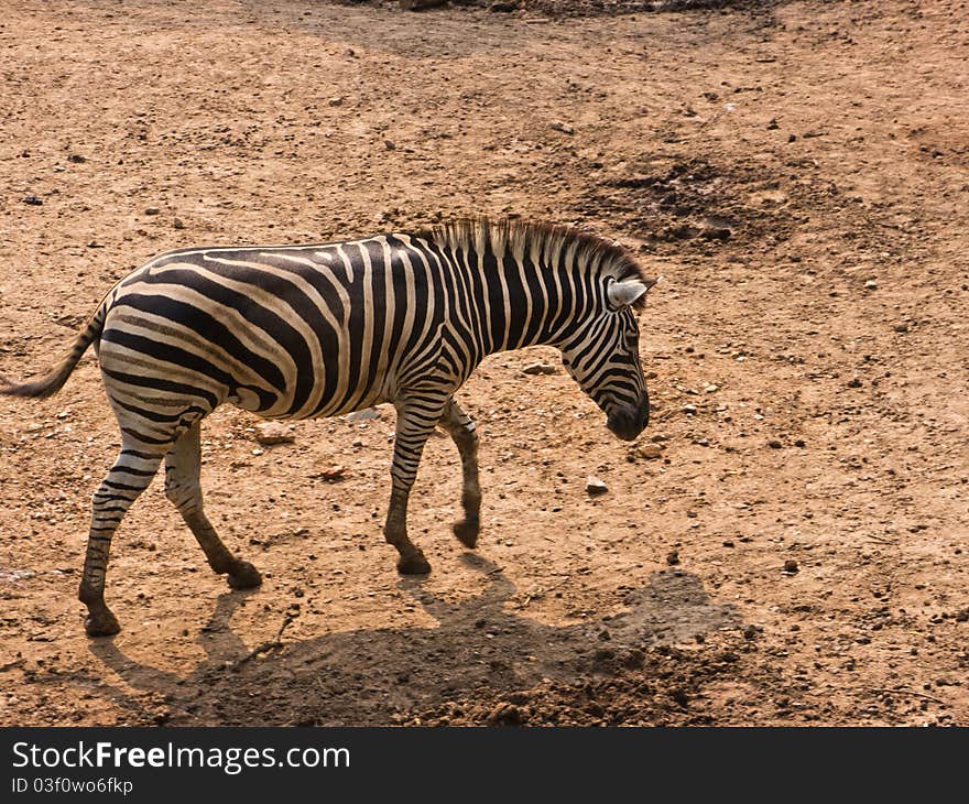 Burchell's zebra is in Dusit zoo, Thailand