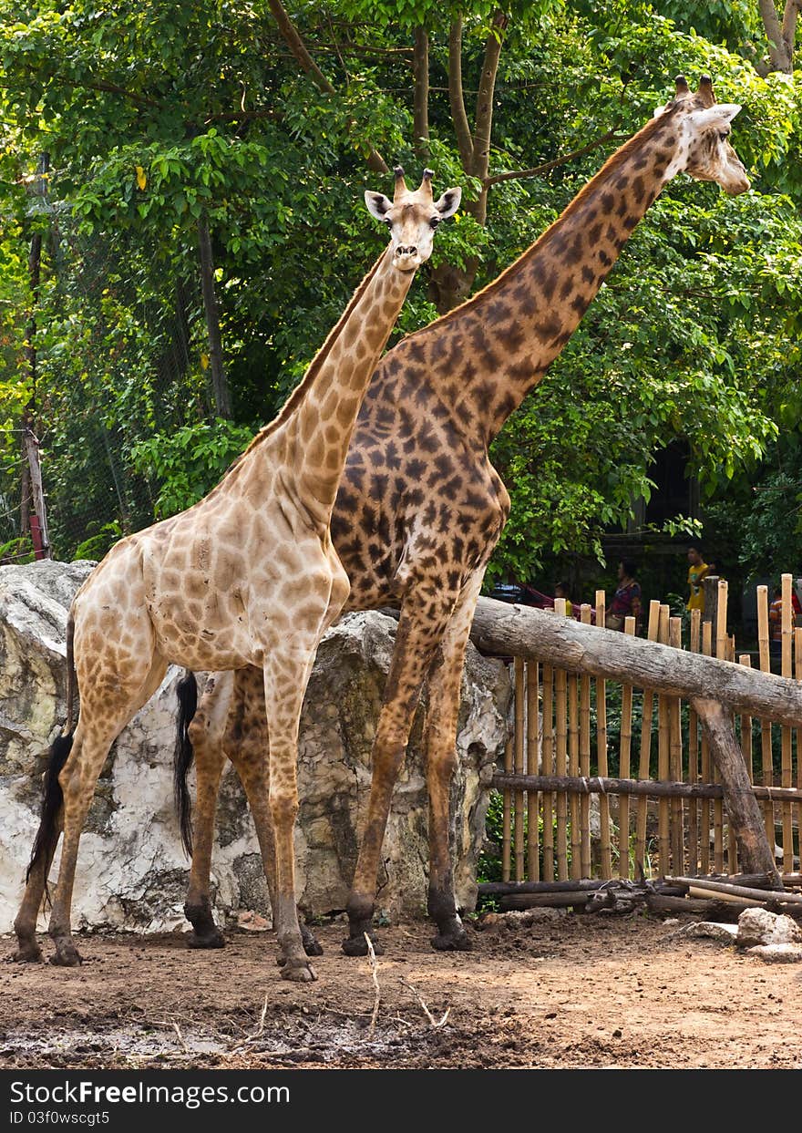 Two Giraffes are in Dusit zoo, Thailand