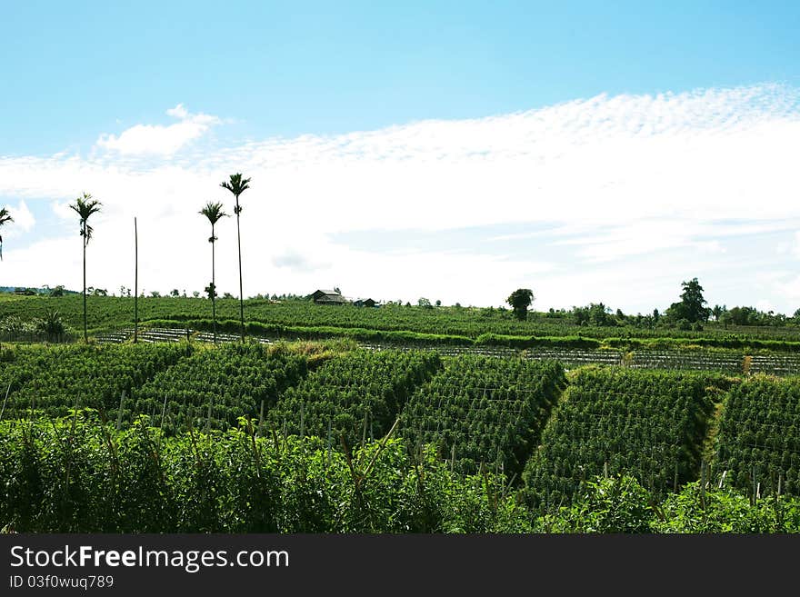 Agricultural Land In The Mountains