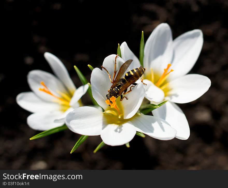 Crocus blooming flowers with a bee. Crocus blooming flowers with a bee