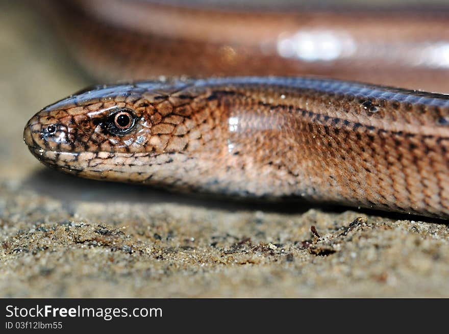 Slow worm lizard on sand