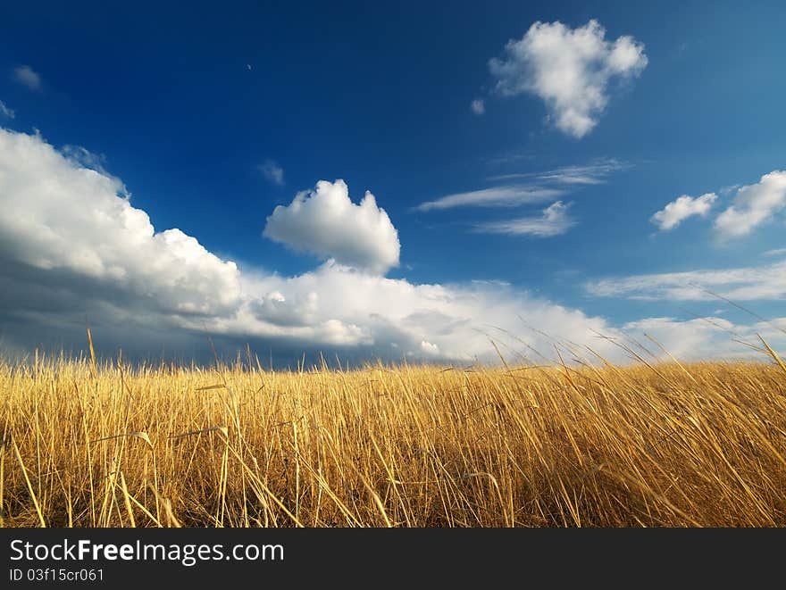 Yellow meadow