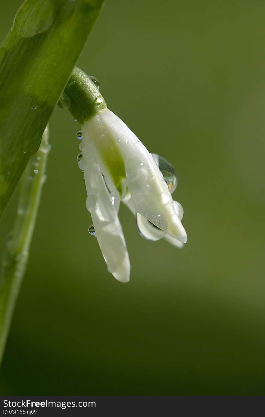 Blooming white snowdrop in dew drops. Blooming white snowdrop in dew drops