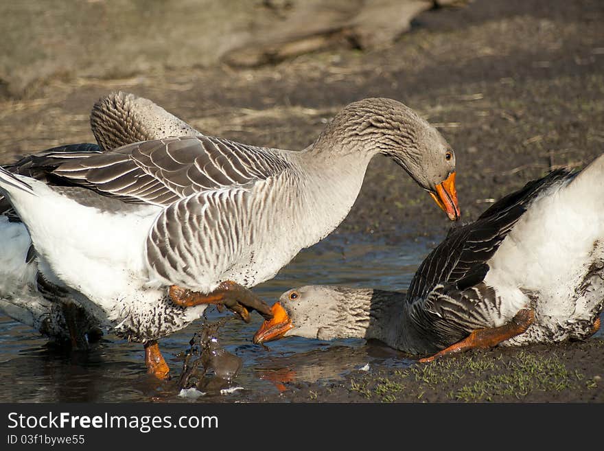 Geese birds fighting