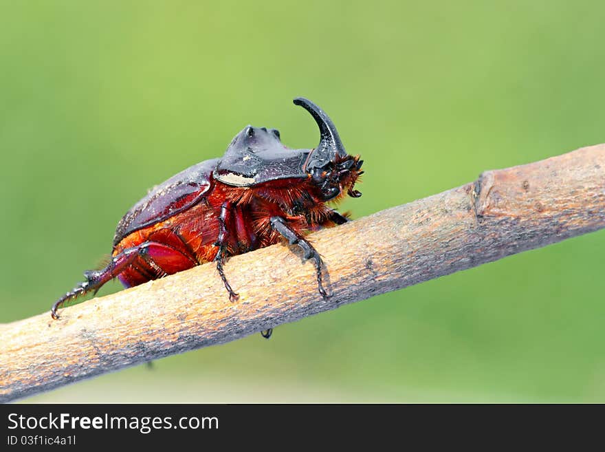 European rhinoceros beetle in the wild