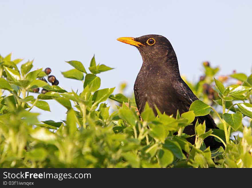 Eurasian Blackbird - male, Turdus merula. Eurasian Blackbird - male, Turdus merula