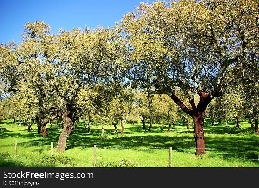 Oak trees in mediterranic forest. Oak trees in mediterranic forest.