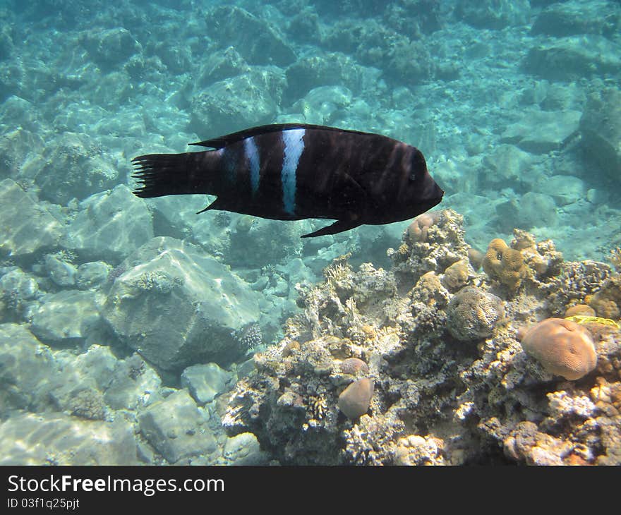 Scientific name: Cheilinus undulatus Common name: Napoleon Wrasses are also known as Napoleon fish, Maori wrasse,. Scientific name: Cheilinus undulatus Common name: Napoleon Wrasses are also known as Napoleon fish, Maori wrasse,