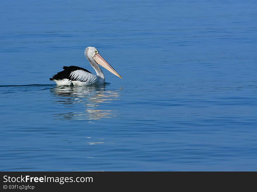 One pelican bird wading on still blue ocean. One pelican bird wading on still blue ocean.