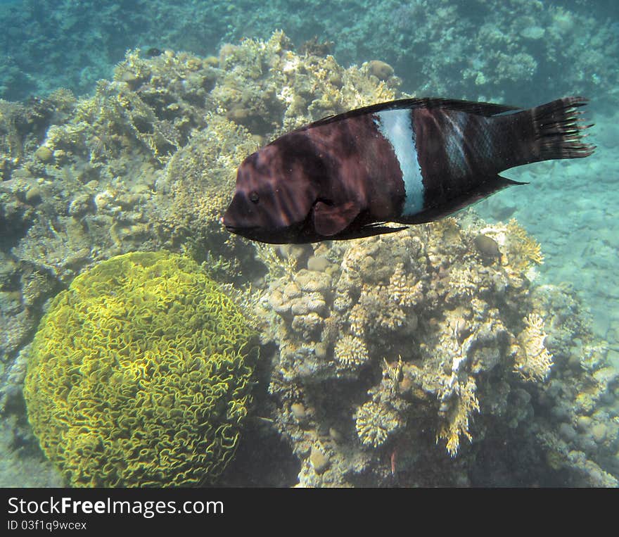 Scientific name: Cheilinus undulatus Common name: Napoleon Wrasses are also known as Napoleon fish, Maori wrasse,. Scientific name: Cheilinus undulatus Common name: Napoleon Wrasses are also known as Napoleon fish, Maori wrasse,