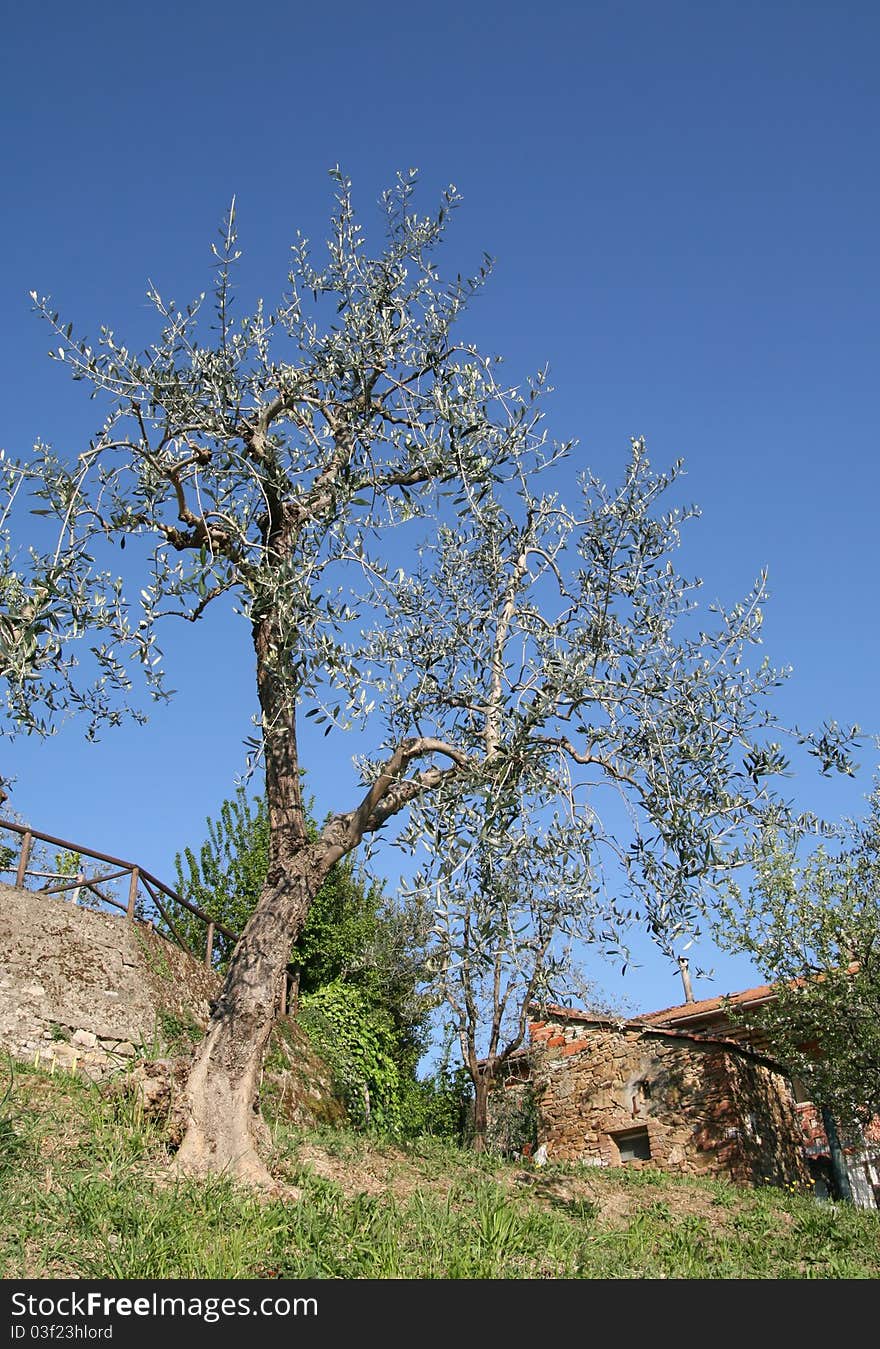 An olive tree in a sunny day