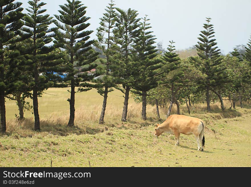 Cattle in Yards