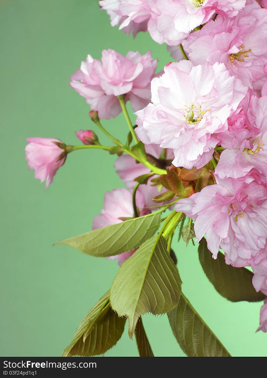 Pink flowers and leaves of blossoming wild cherry tree in spring time on green background. Pink flowers and leaves of blossoming wild cherry tree in spring time on green background.